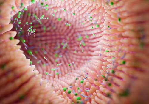 Microbiome intestine factories and microbiota. Gut health 3d render. Microvilli with factories in intestine